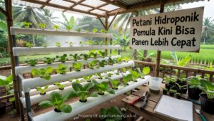 petani-hidroponik-pemula-panen-cepat